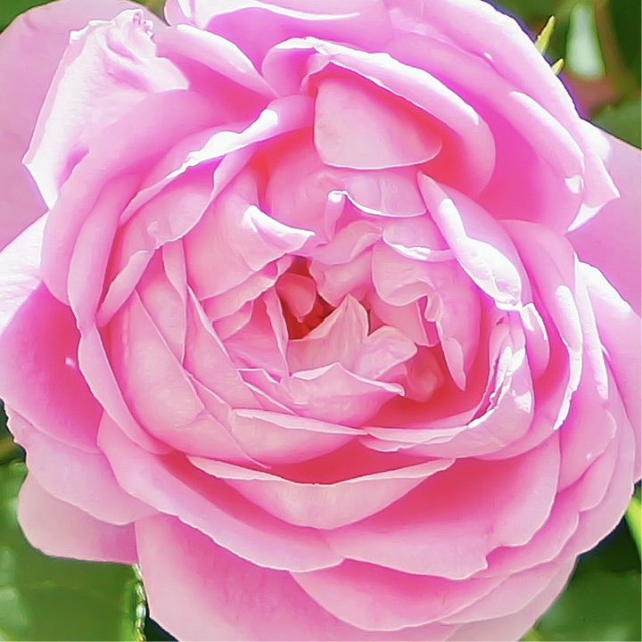 冬越しをしたダマスクローズの薔薇