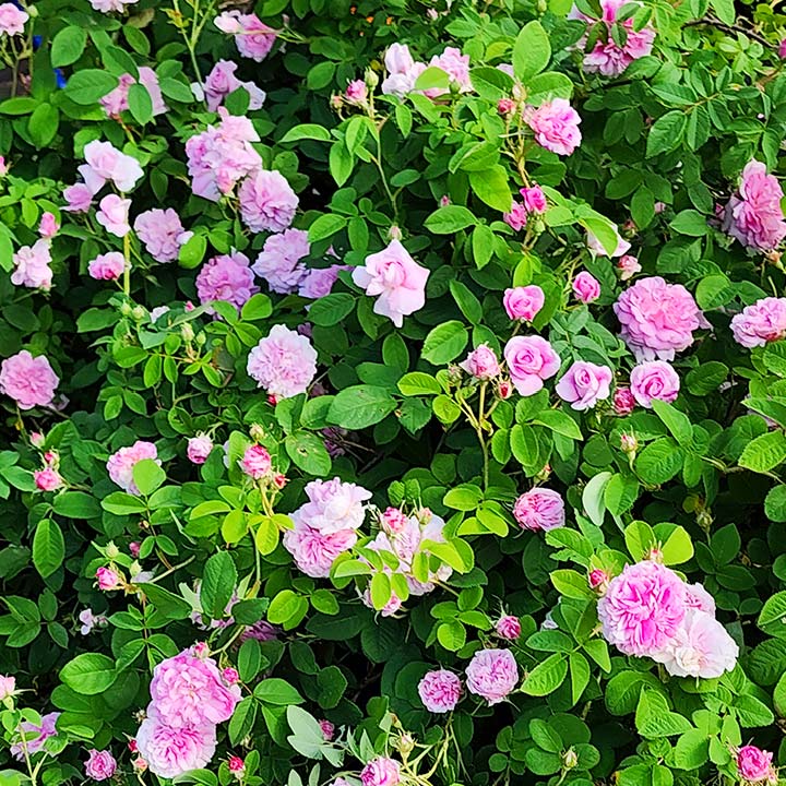 一面に咲き誇るROSE