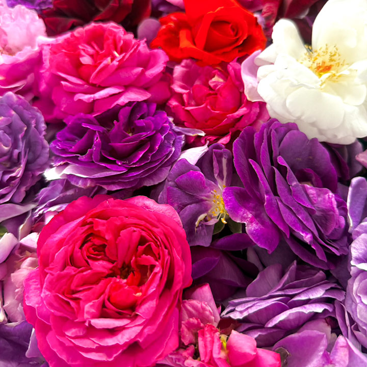 冬を越え、甘く独特な香りを湛えた薔薇から生まれるフレグランス